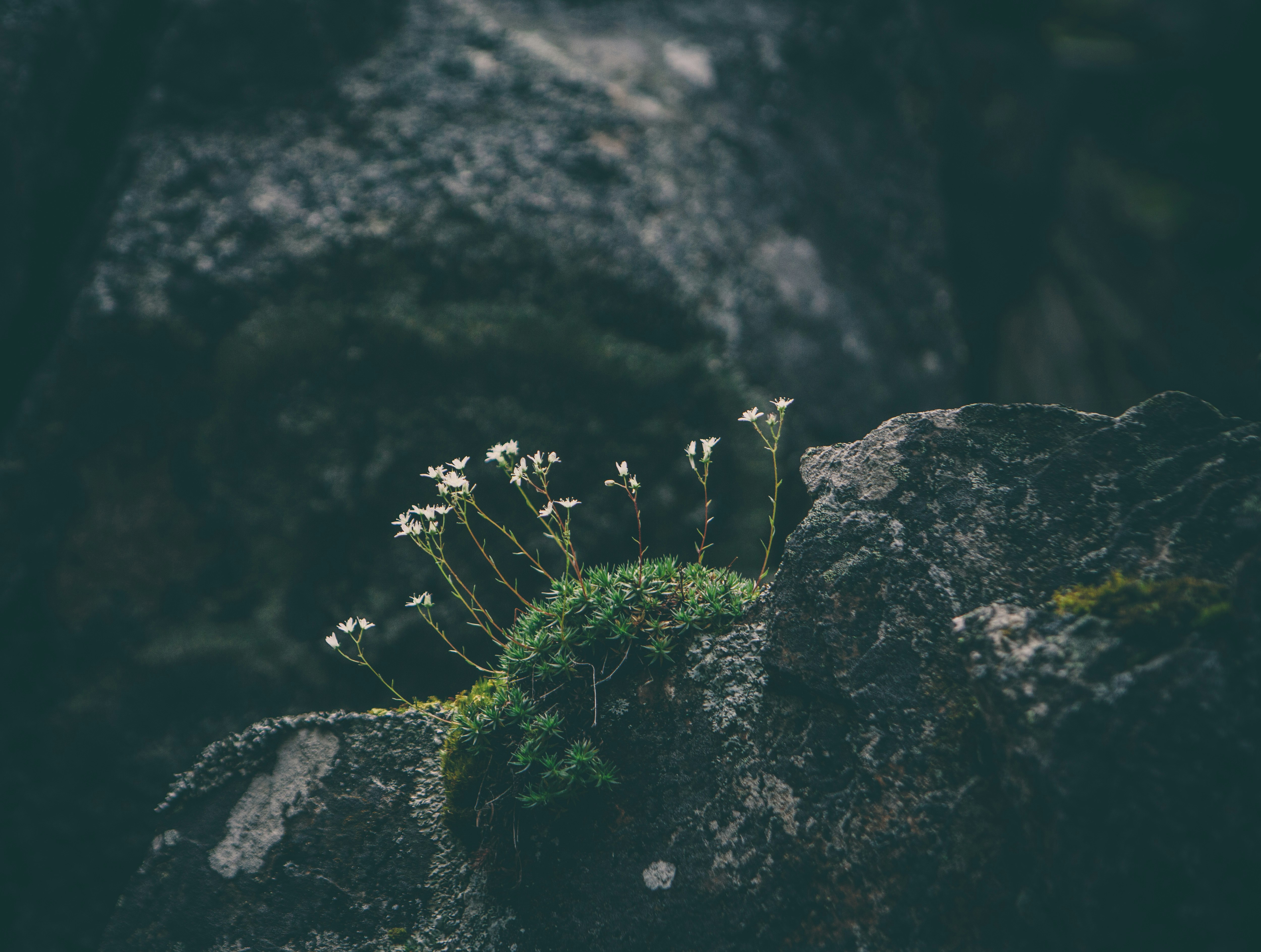 depth photography of white petaled flower on gray rock